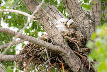 Red tailed hawk nest