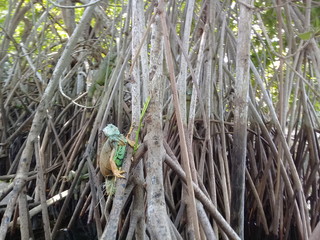 Panorámicas de Laguna de Ventanilla, Oaxaca, México