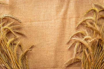 Spike view. Whole, barley, harvest wheat sprouts. Wheat grain ear or rye spike plant on linen...