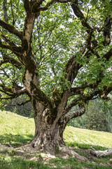Fototapeta premium alter Baum