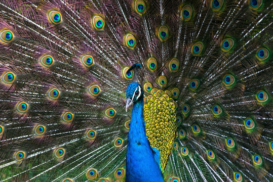 Indian blue peacock displaying plumage