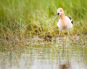 Avocet family in the spring