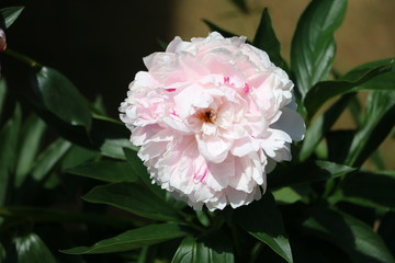 Paeonia lactiflora blooming in summer, Sweden
