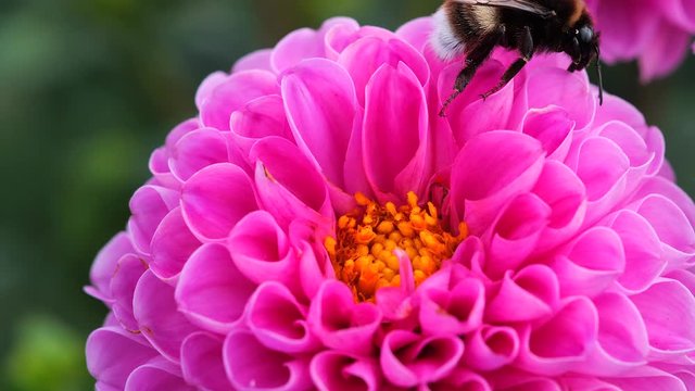 Black and yellow bumble bee extracts nectar from dahlia flowers