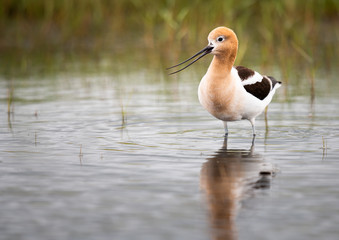 Avocet family in the spring