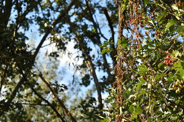 tree branches against blue sky