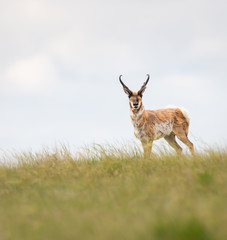 Pronghorn in the wild