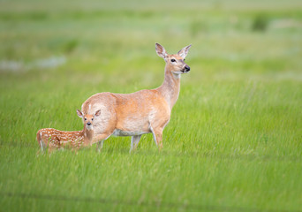 Deer 