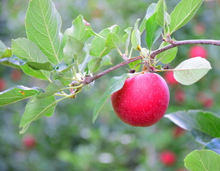 Leckere reife rote Äpfel am Apfelbaum - Apfelernte im Herbst in Südtirol