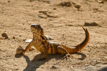A Lizard (Leiocephalus cubensis) in the Sand of Guanaroca Lagoon, Cuba