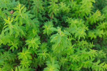 コモンタイムの葉