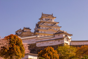 Fototapeta premium Cherry blossom and the Himeji castle in Japan