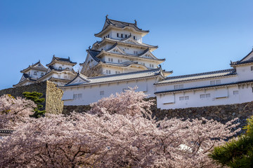 Cherry blossom and the Himeji castle in Japan