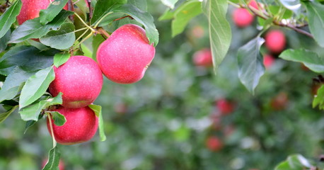 Leckere rote reife Äpfel - Apfelbaum kurz vor der Apfelernte in Südtirol