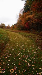 Naklejka premium autumn, landscape, fall, forest, nature, tree, trees, road, leaves, sky, park, season, path, leaf, green, colorful, grass, yellow, colors, countryside, field, color, country, orange, wood
