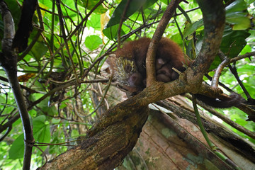 Mexican hairy dwarf porcupine is sleeping on tree branch
