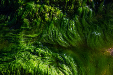 Green water algae