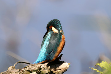 kingfisher hunting over the river