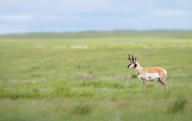 Naklejka premium Pronghorn in the Canadian prairies