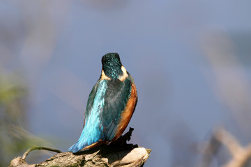 kingfisher hunting over the river