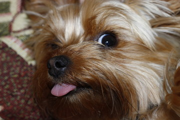 yorkshire terrier portrait