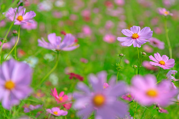 美しく咲くコスモス