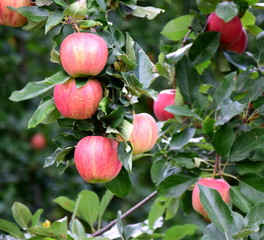 Leckere reife rote Äpfel am Apfelbaum - Apfelernte im Herbst in Südtirol