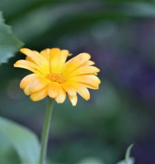 yellow flower in the garden