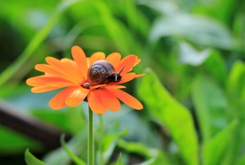 orange flower on green background