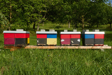 Four colored beehives on a wooden background, green meadow in the foreground, many fruit trees in the background. Germany.