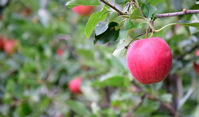 Leckere reife rote Äpfel am Apfelbaum - Apfelernte im Herbst in Südtirol