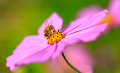 コスモスの蜜を吸うミツバチ