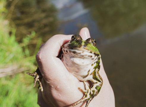 Caught lake frog in the hand close up, species Pelophylax ridibundus, female, the largest frog in Russia