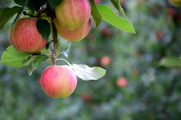 Leckere reife rote Äpfel am Apfelbaum - Apfelernte im Herbst in Südtirol