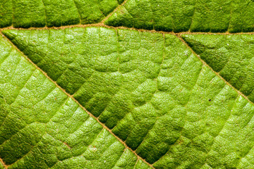 gros plan texture nervure feuille