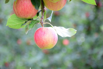 Reife rote Äpfel an einem Ast eines Apfelbaumes kurz vor der Ernte - isoliert und freigestellt vor unscharfen Hintergrund