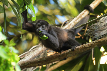 Mantled howler is eating leaf in tree