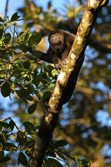 Mantled howler male on tree branch