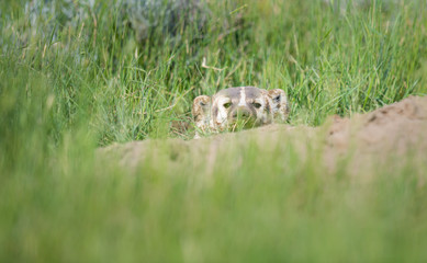 Badger