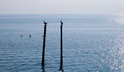 Pelicans gliding over water and sitting on pier beams on a calm north carolina ocean landscape, surrounded by deep blue water and cloudless skies