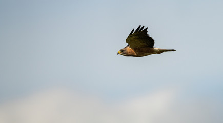 Hawk in the wild