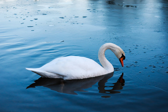 Schwan im Winter auf teilweise gefrorenem See