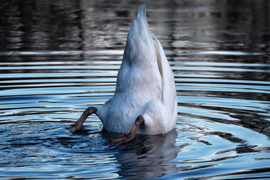 Schwan beim Tauchen, K&ouml;pfchen in das Wasser Schw&auml;zchen in die H&ouml;he