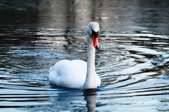 Schwan schwimmt auf winterlich teilweise gefrorenem See