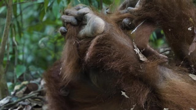 Baby Orangutan & Mother in Sumatran Jungle