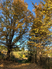 Fototapeta premium Otoño en el campo.