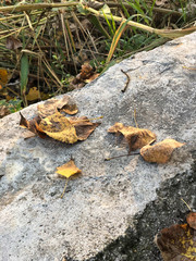 Hojas de otoño.