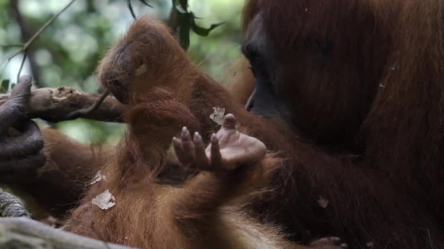 Baby Orangutan & Mother in Sumatran Jungle
