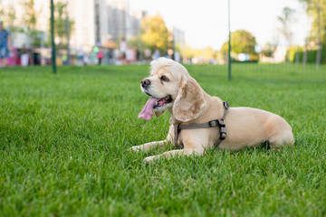 American cocker spaniel lies on green grass in a city park. Sunset in the background. The dog is resting. High quality photo.