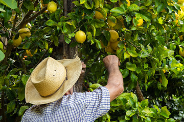 farmer harvesting lemons in the field